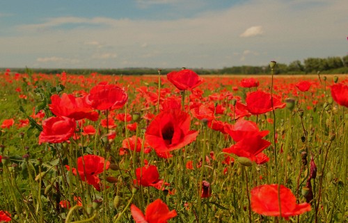 Image red flower field under blue sky during daytime