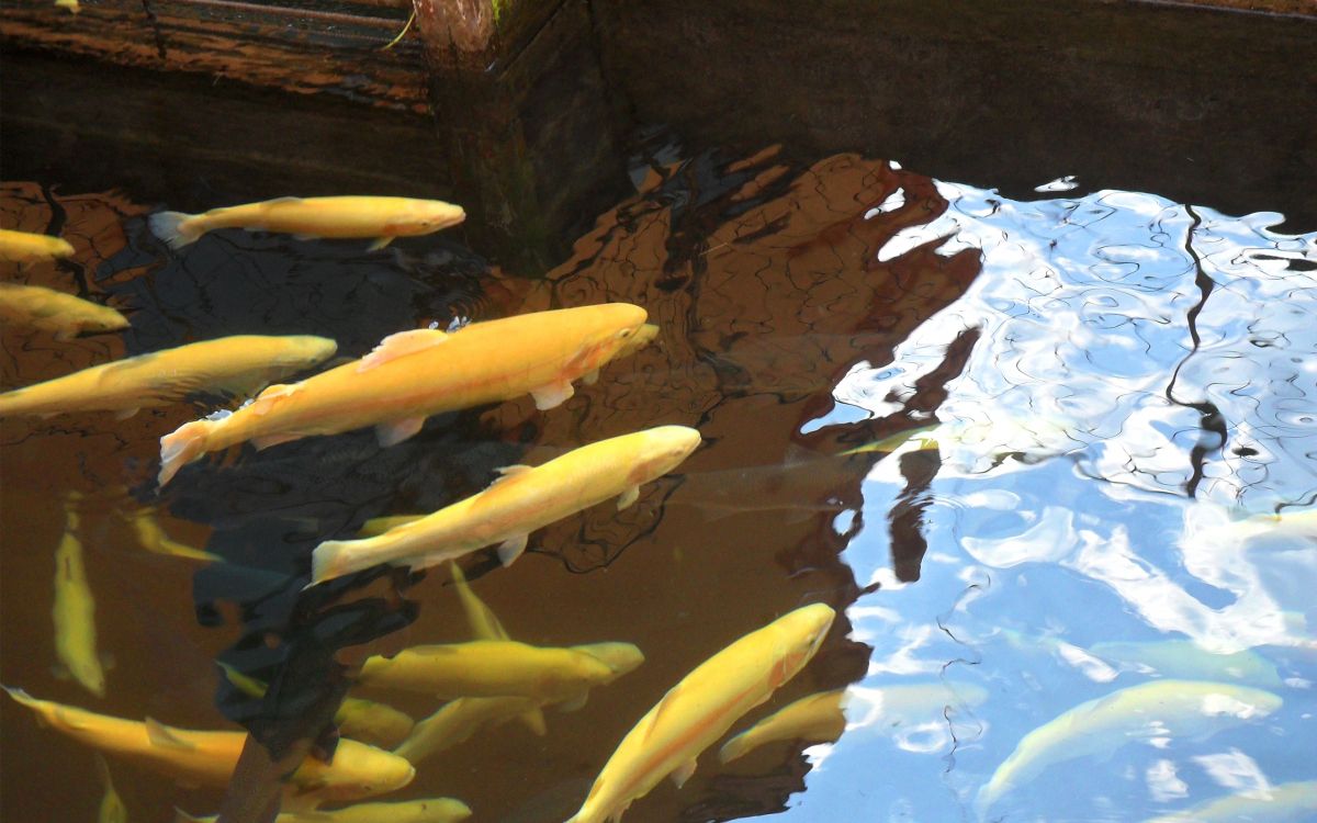 Poisson Jaune Dans un Plan D'eau. Wallpaper in 2560x1600 Resolution