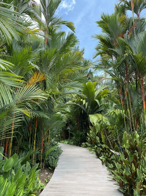 la Vegetación, Palmas de Aceite, Ecosistema, Planta Leñosa, la Botánica. Wallpaper in 1536x2048 Resolution