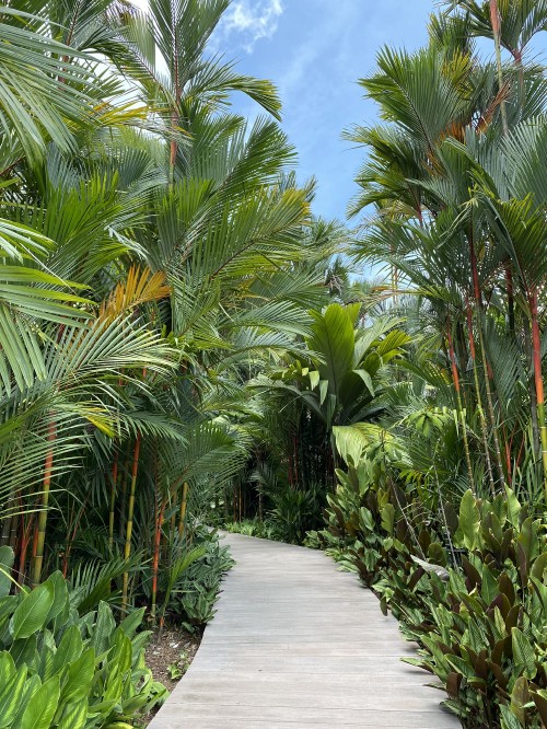 Image vegetation, Oil palms, ecosystem, woody plant, botany