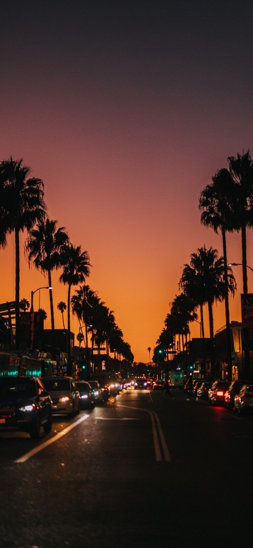 Image palm trees city, Palms, tree, cars, street light