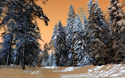 Image snow covered trees under blue sky during daytime