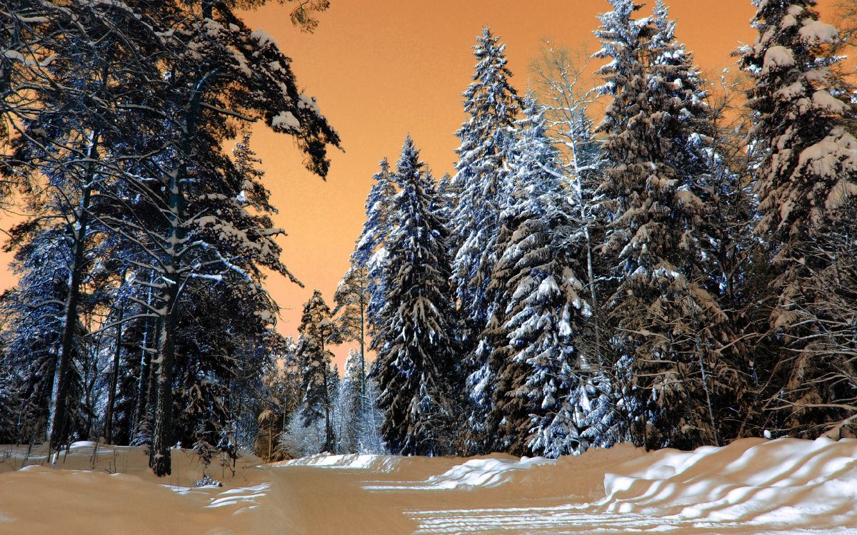 snow covered trees under blue sky during daytime