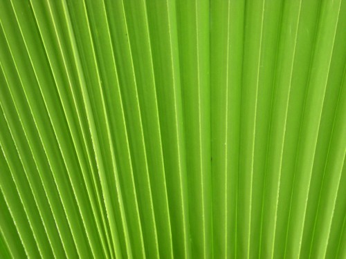 Image green banana leaf in close up photography