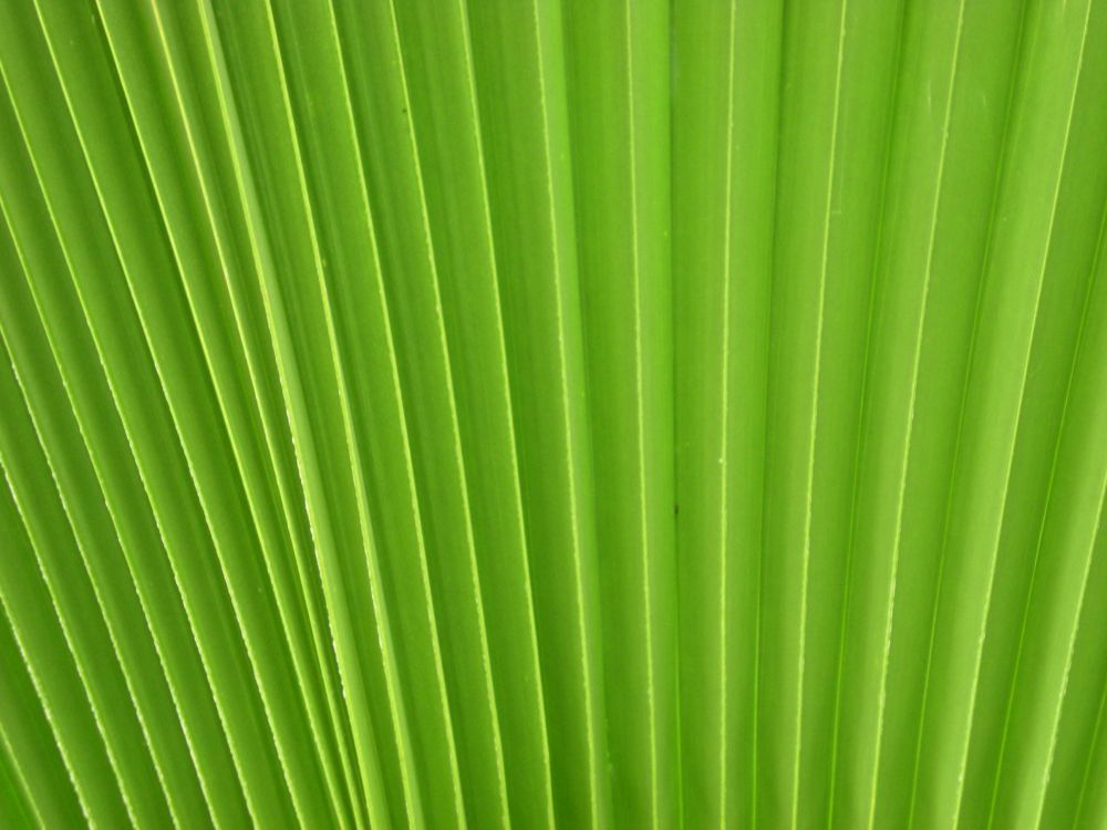 green banana leaf in close up photography