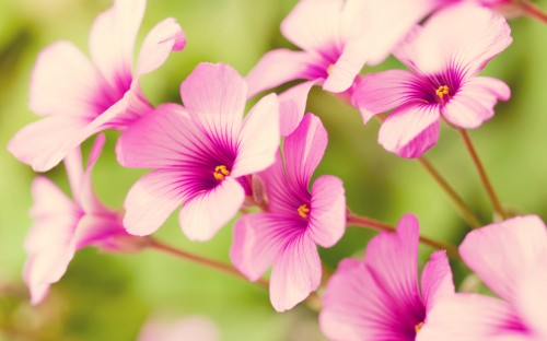 Image purple and white flower in macro shot