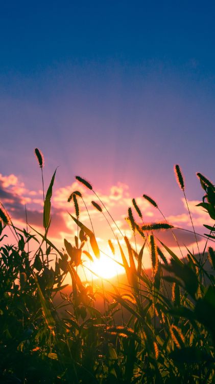 leaf, cloud, plant, atmosphere, natural landscape