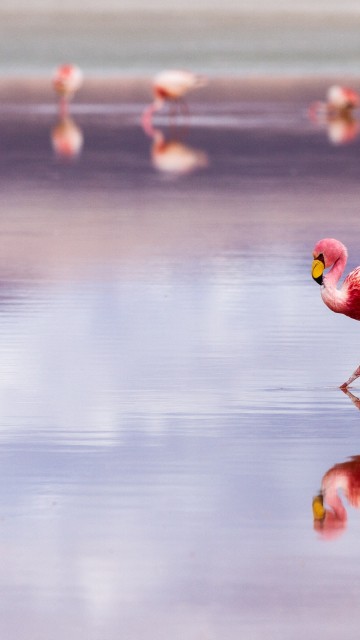 Image salar de uyuni flamingos, uyuni salt flat, Laguna Colorada, Uyuni, Greater flamingo