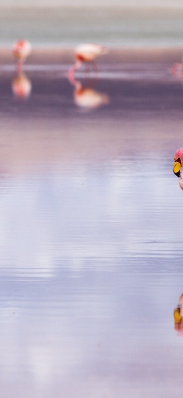 Image salar de uyuni flamingos, uyuni salt flat, Laguna Colorada, Uyuni, Greater flamingo