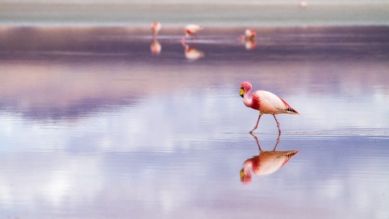Image salar de uyuni flamingos, uyuni salt flat, Laguna Colorada, Uyuni, Greater flamingo