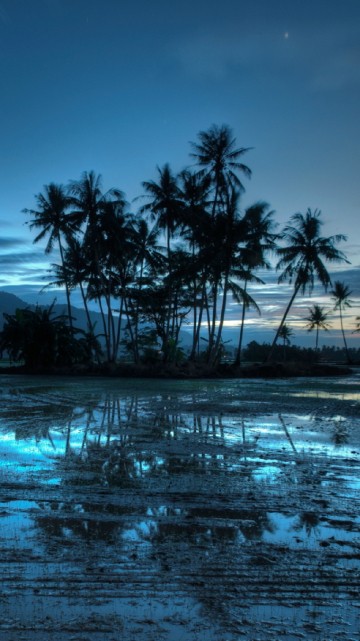 Image palm trees near body of water during night time
