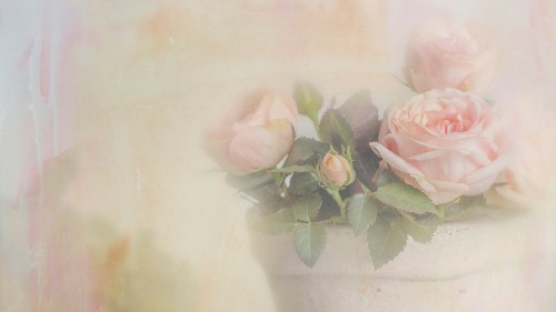 Image pink rose in white ceramic vase