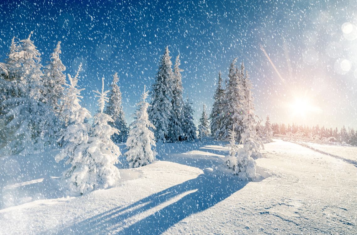 Schneebedeckte Kiefern Während Der Nacht. Wallpaper in 5472x3606 Resolution