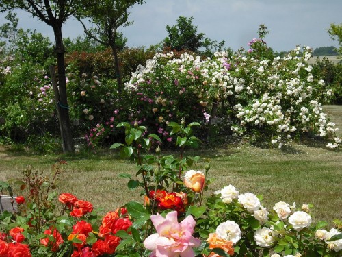 Image white and pink flowers on green grass field