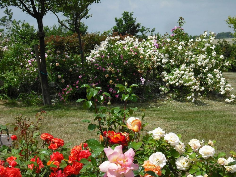 white and pink flowers on green grass field