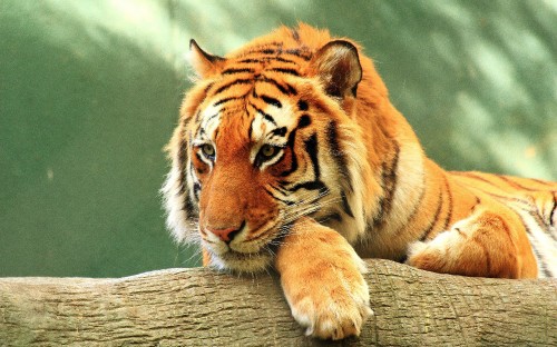 Image brown and black tiger lying on brown wooden surface