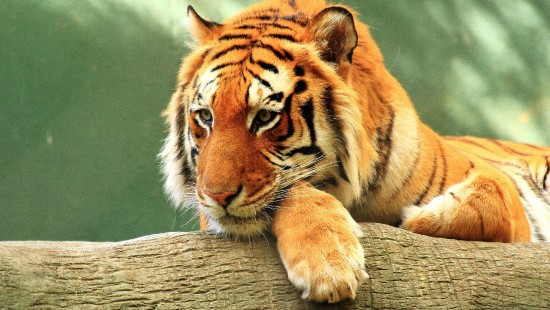 Image brown and black tiger lying on brown wooden surface