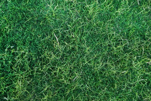 Image green grass field during daytime