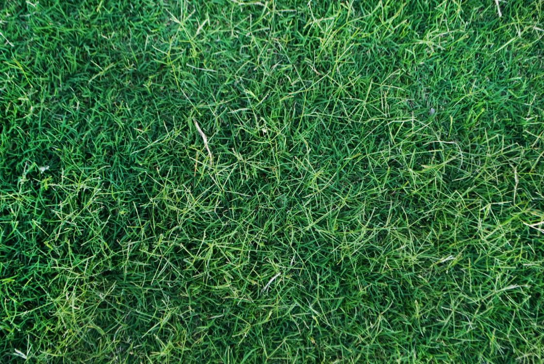 green grass field during daytime