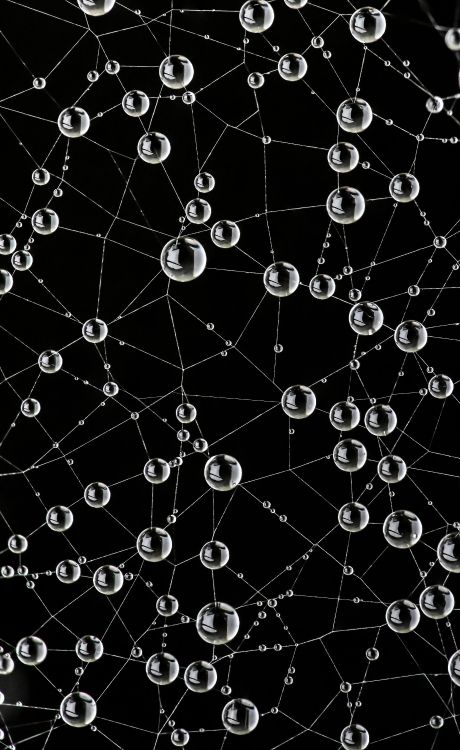 Tela de Araña, Naturaleza, Negro, Entorno Natural, la Botánica. Wallpaper in 2755x4484 Resolution