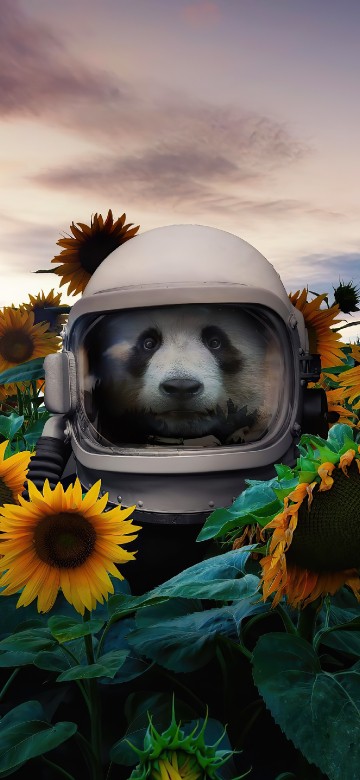 Image sunflower, giant panda, flower, cloud, great dane