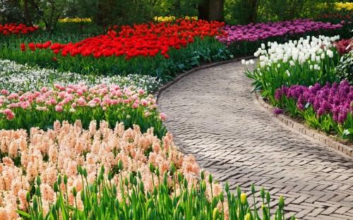 Image red and white flower garden