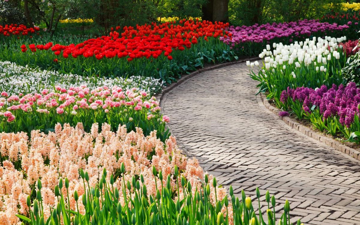 red and white flower garden