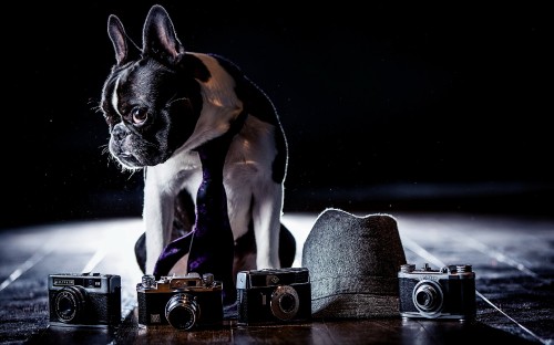 Image black and white french bulldog puppy