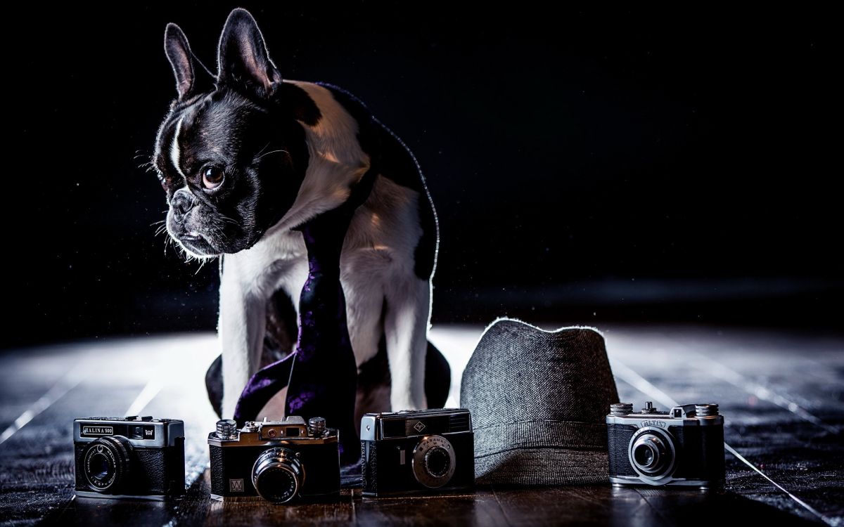 black and white french bulldog puppy