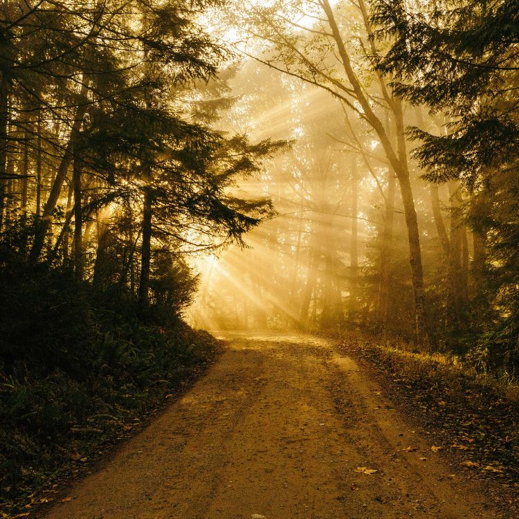 IPad, Ipad Pro, IPhone, Chemin Envahi, Nature. Wallpaper in 2732x2732 Resolution