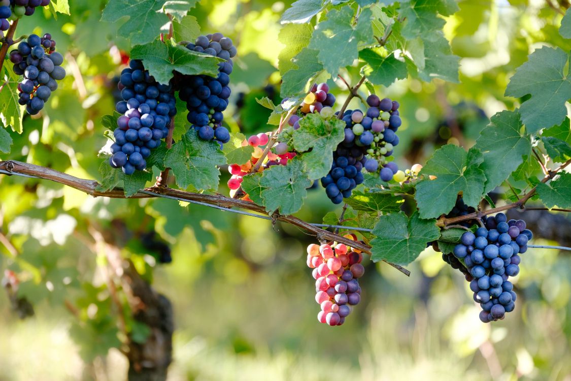 Pinot noir, wine, red wine, Grape, flowering plant