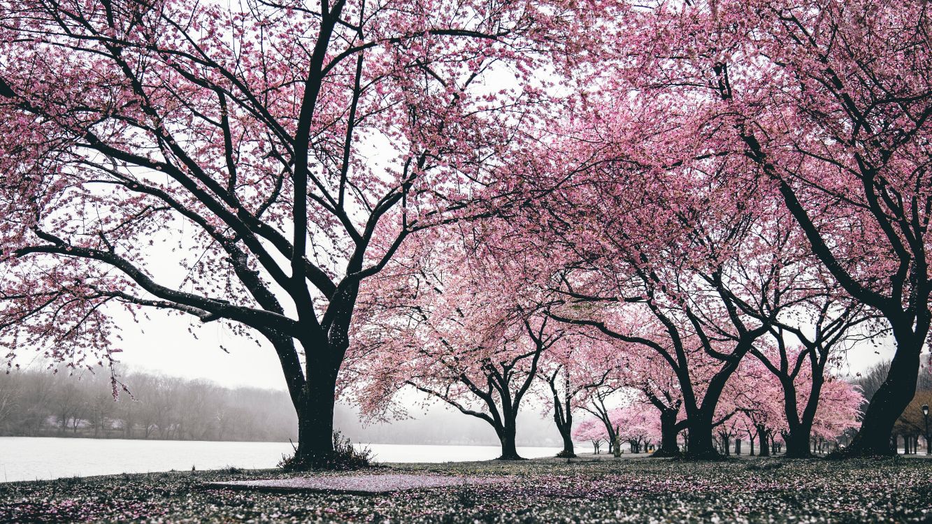 Download Latest HD Wallpapers of  Nature White Sakura Trees