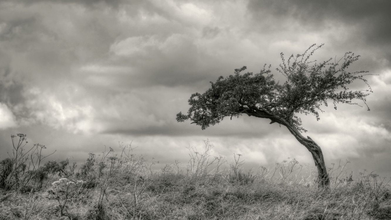 green tree on brown grass field during daytime