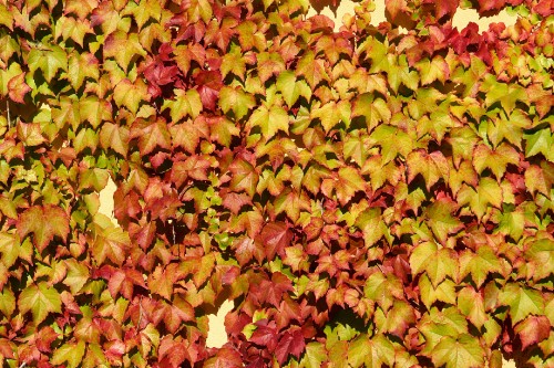 Image yellow and red maple leaves