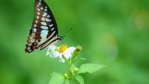 Image black and white butterfly perched on white flower in close up photography during daytime