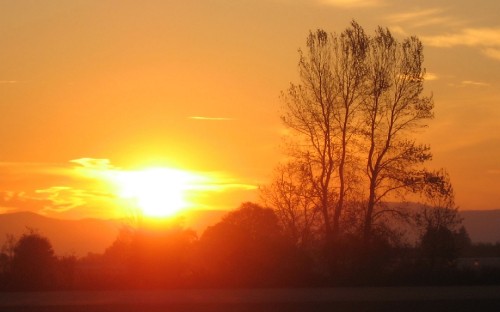 Image leafless tree during golden hour