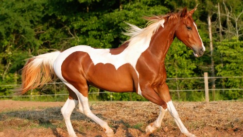 Image brown and white horse standing on brown grass field during daytime