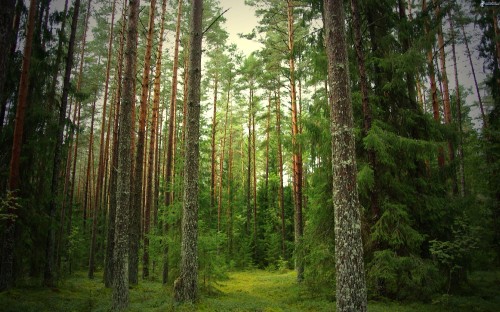 Image green trees on green grass field during daytime