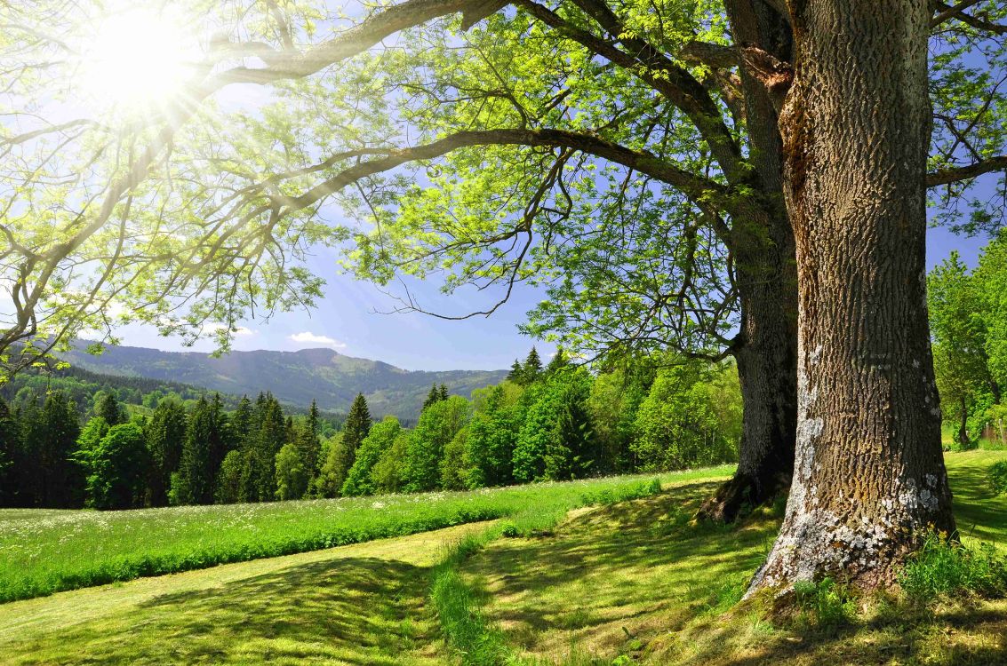 natural landscape, tree, nature, green, sunlight