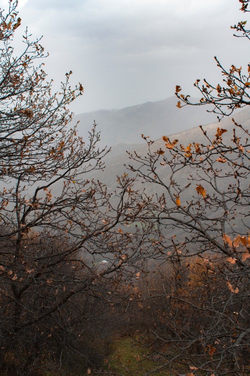 Image autumn, tree, branch, leaf, vegetation