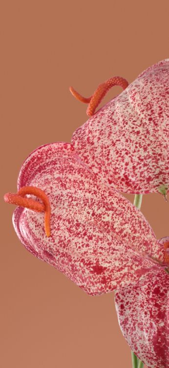 Insecto, Google Píxel 7 Pro, Smartphone, Android, Google. Wallpaper in 1080x2340 Resolution