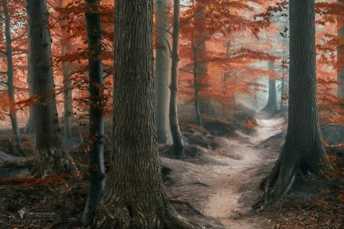 Image brown trees with orange leaves