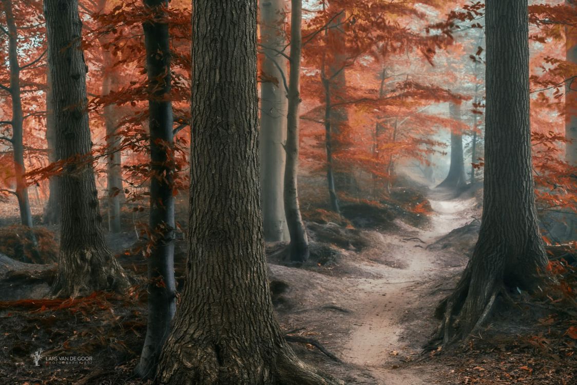 Arbres Bruns Avec Des Feuilles D'oranger. Wallpaper in 2048x1366 Resolution