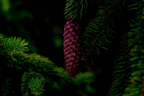 Image red pine cone on green pine tree