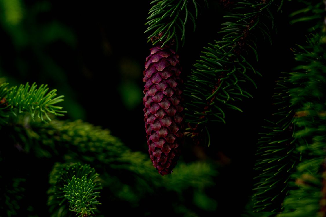 Red Pine Cone on Green Pine Tree. Wallpaper in 5184x3456 Resolution
