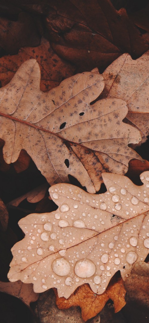 Image brown, plant, water, leaf, tree