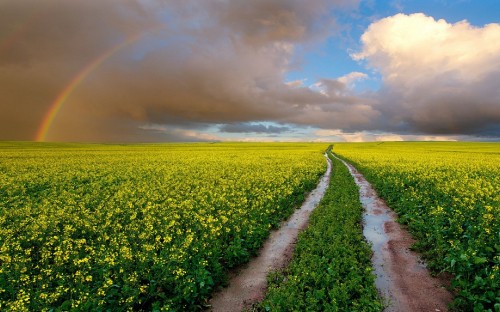 Image rainbow, flower, cloud, plant, daytime