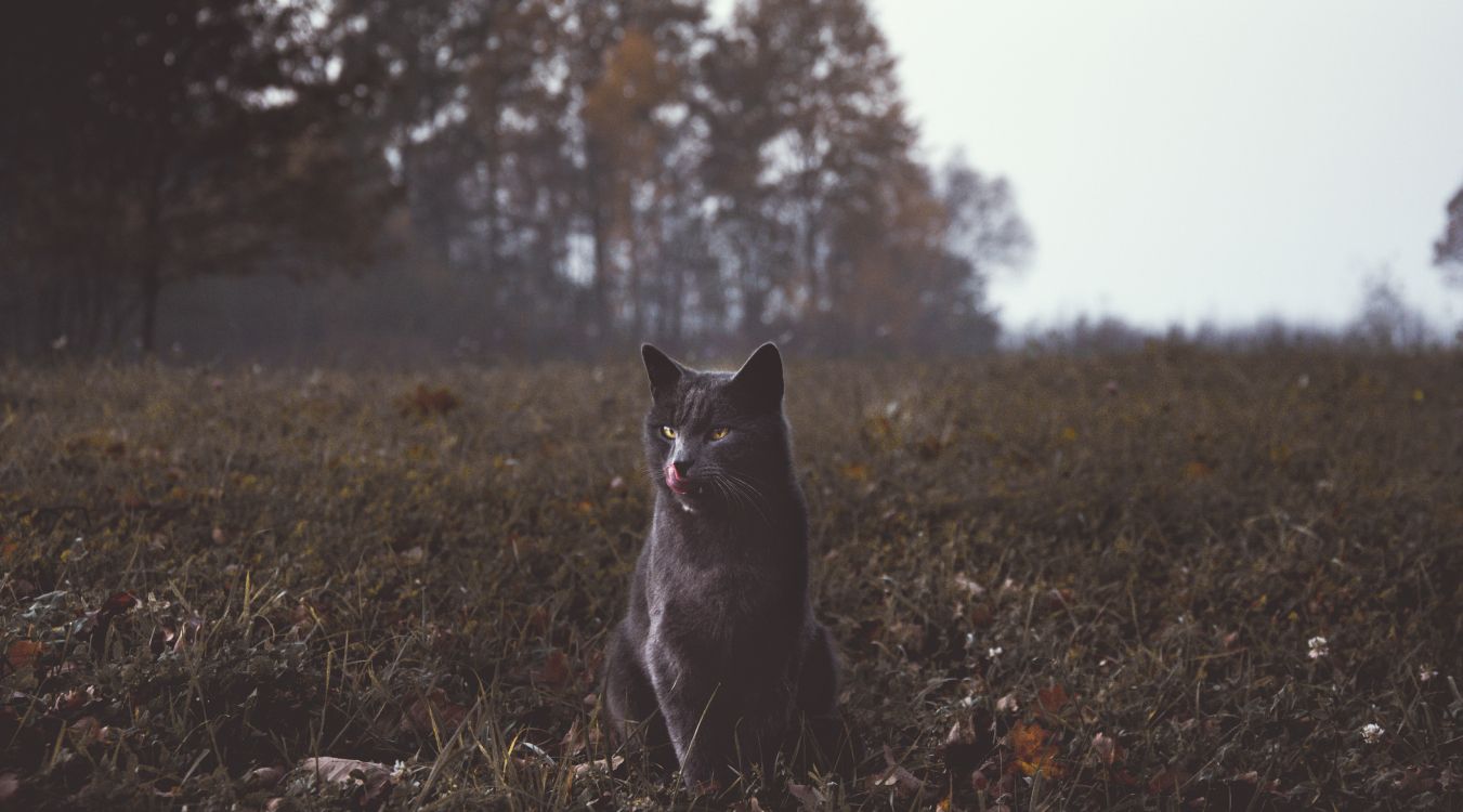 Chat Noir Sur L'herbe Verte Pendant la Journée. Wallpaper in 6000x3330 Resolution