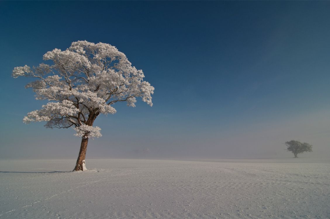 冬天, 性质, 早上, 地平线, 冻结 壁纸 4000x2657 允许