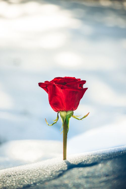 red rose in white snow